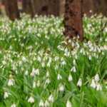7 bolbos de primavera com flores brancas