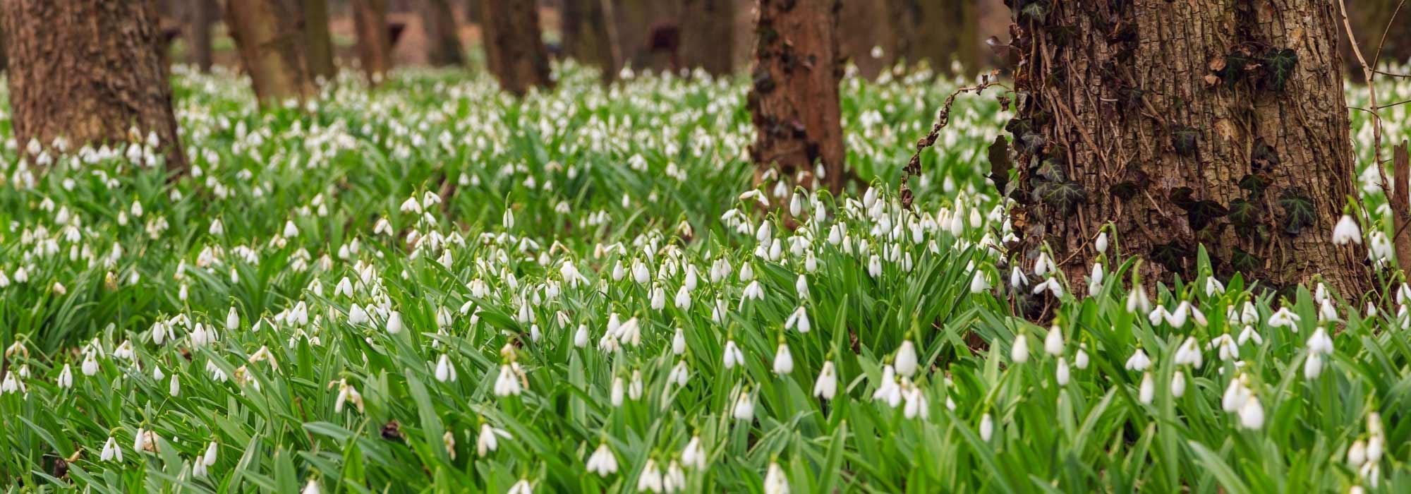 7 bolbos de primavera com flores brancas