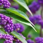 Calicarpa: 5 ideias para combinar