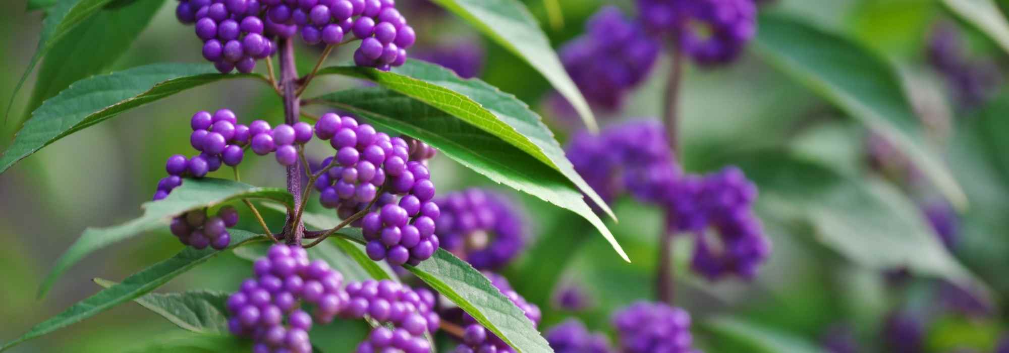 Calicarpa: 5 ideias para combinar