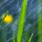 Os nossos conselhos para o jardim em caso de chuva intensa
