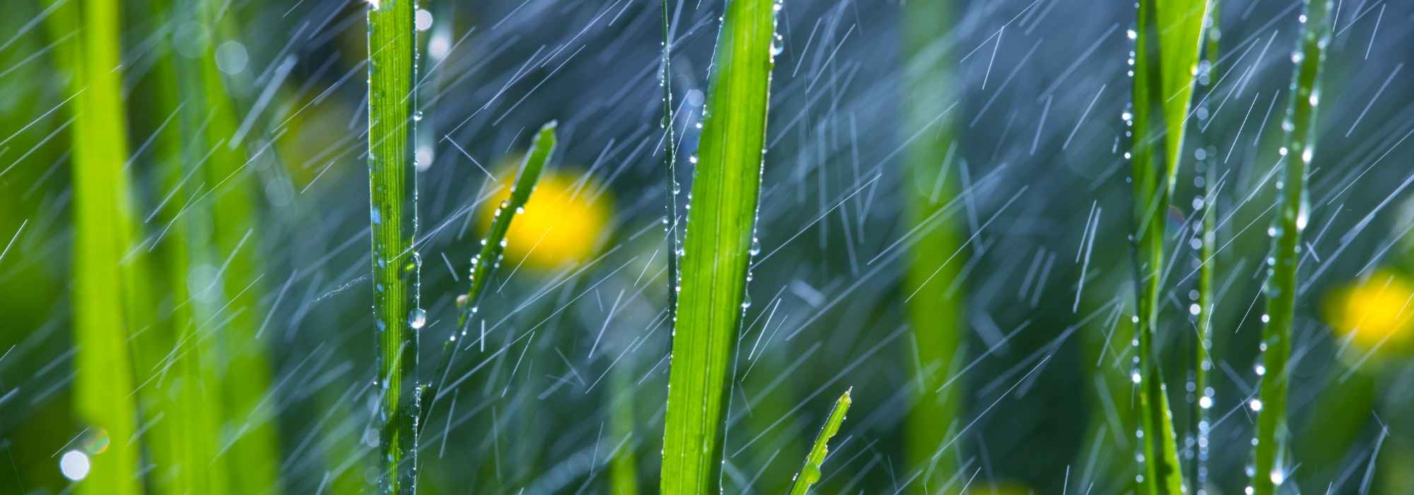Os nossos conselhos para o jardim em caso de chuva intensa