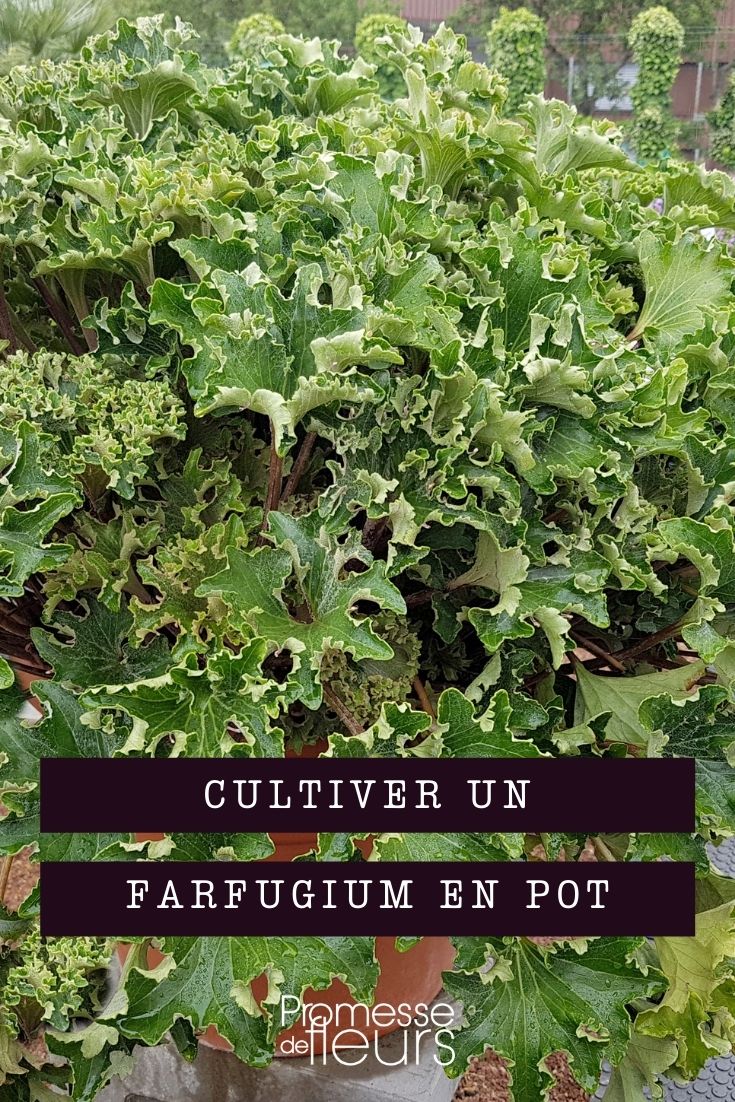Cultivar planta-leopardo em vaso
