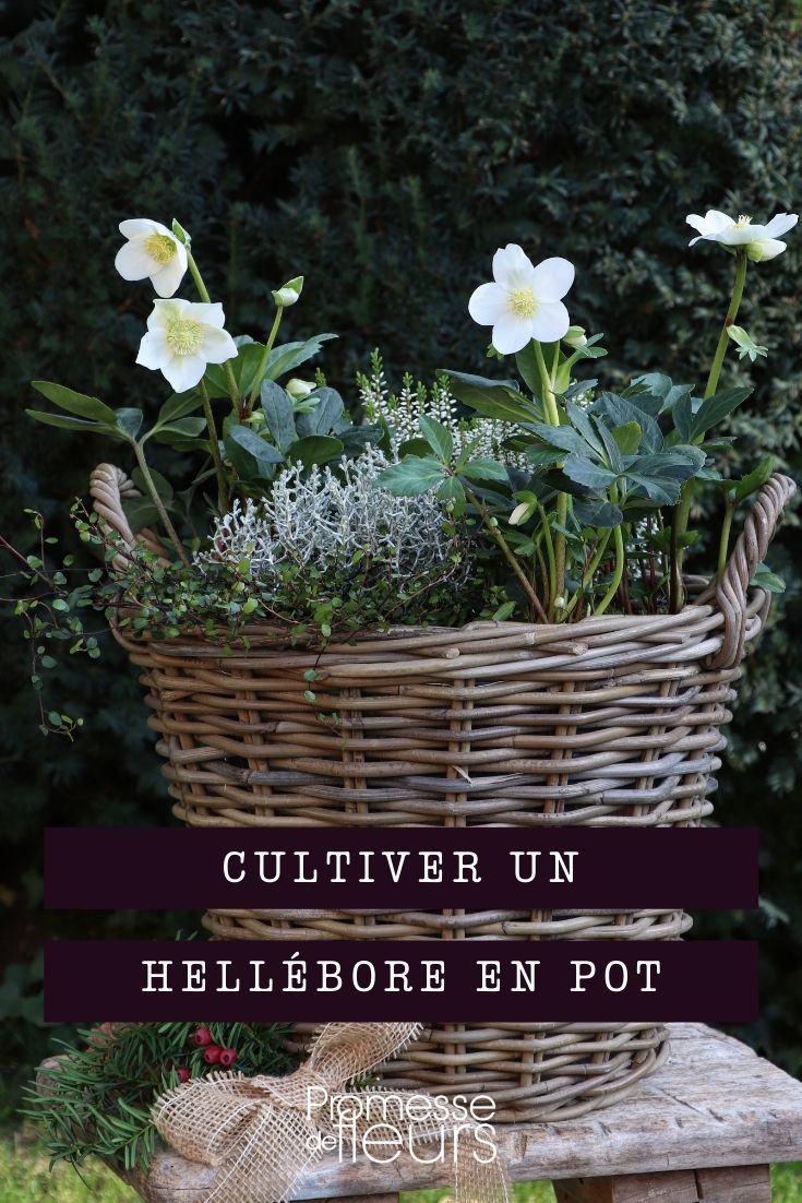 cultivar heléboro em vaso