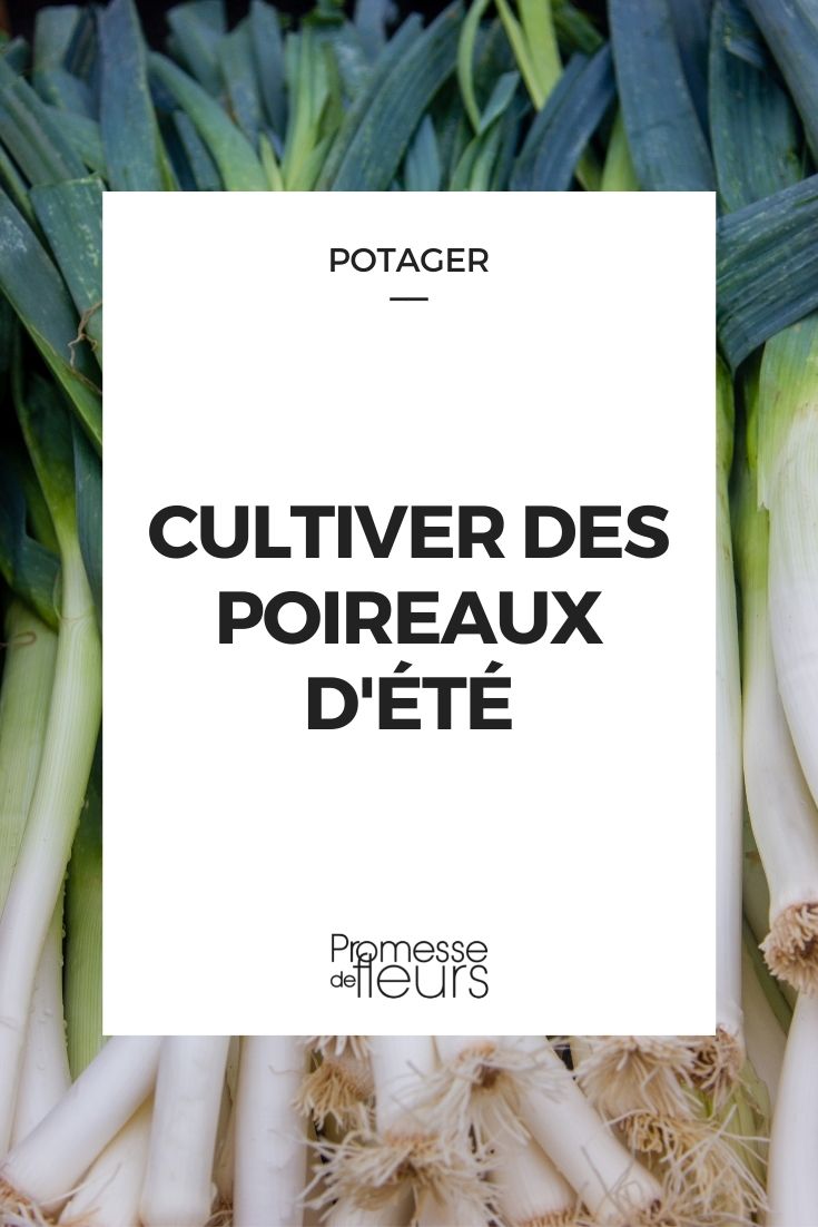 Cultivar alho-francês de verão