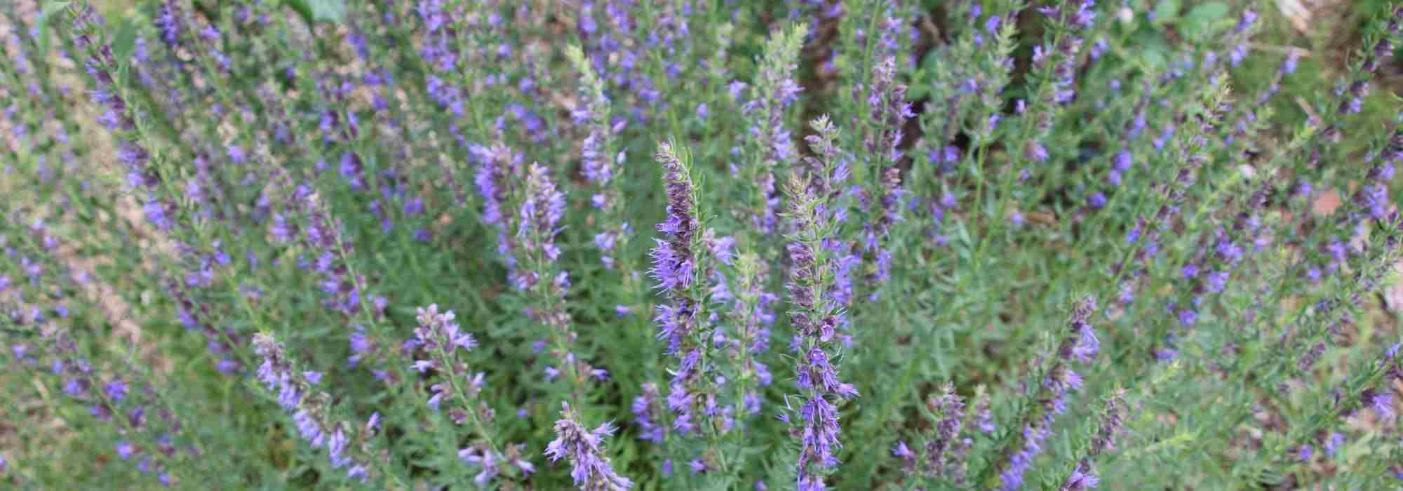Cultivar hissopo em vaso