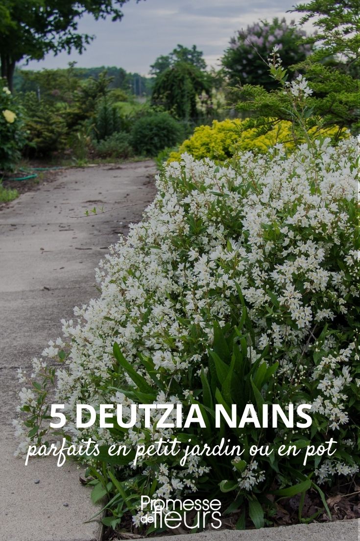 Deutzia anões para pequenos jardins ou em vaso