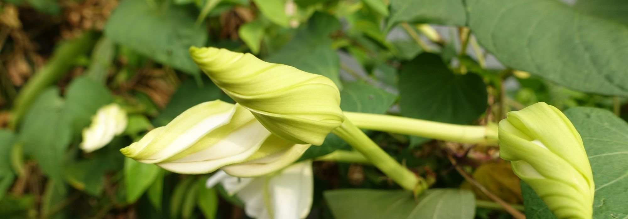 Estas flores incríveis que só abrem à noite