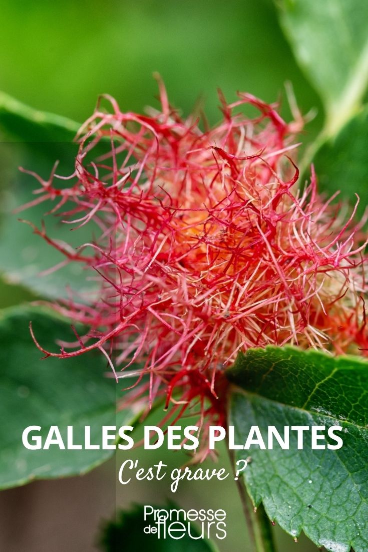 galha botânica em plantas
