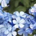8 trepadeiras com flores azuis que deve ter no jardim