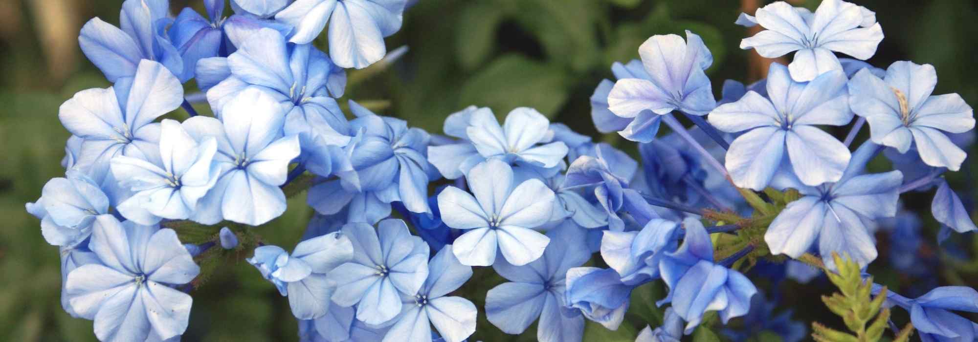 8 trepadeiras com flores azuis que deve ter no jardim