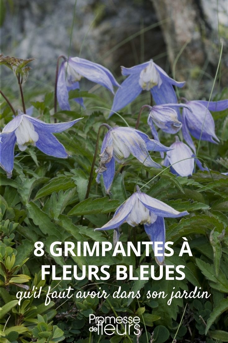 trepadeiras com flores azuis