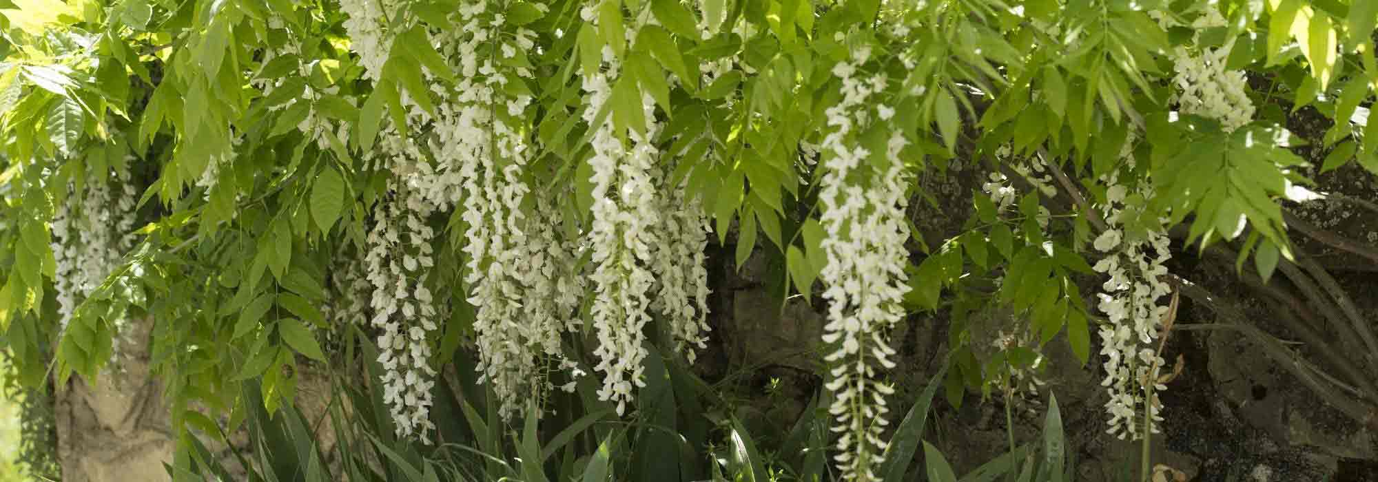 6 plantas trepadeiras com flores brancas