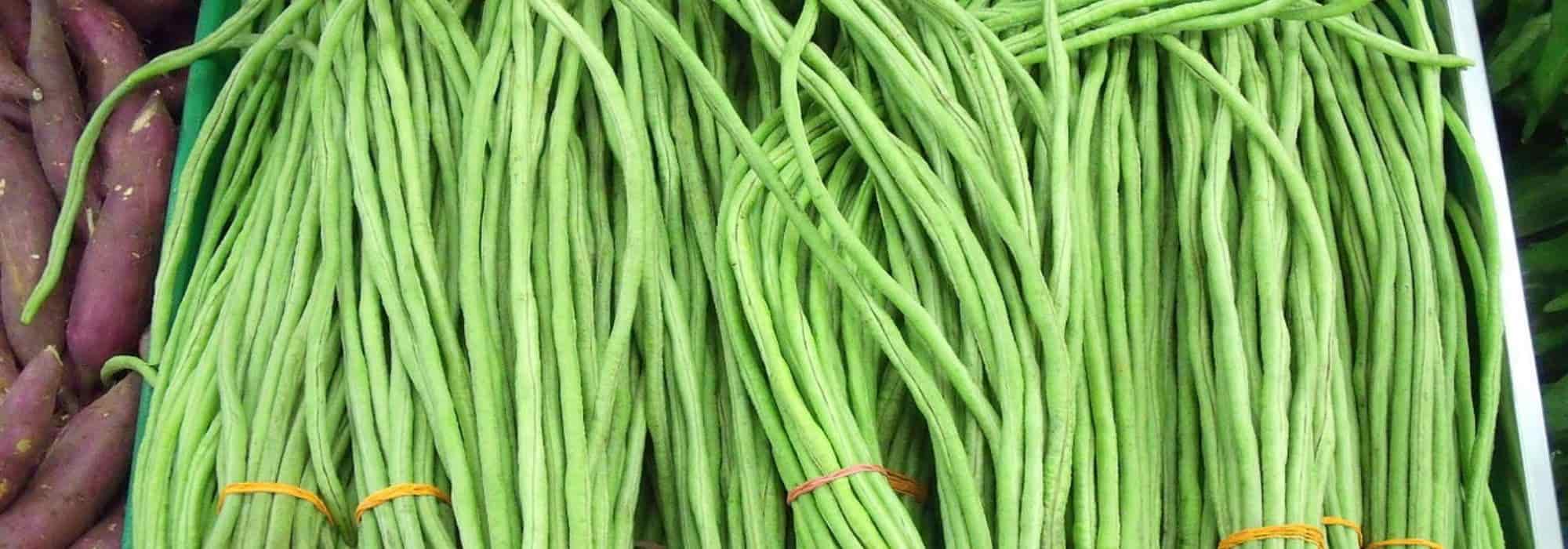 Feijão-aspargo: semear, cultivar e colher