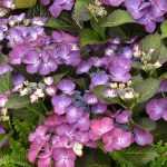 7 arbustos com flores violetas