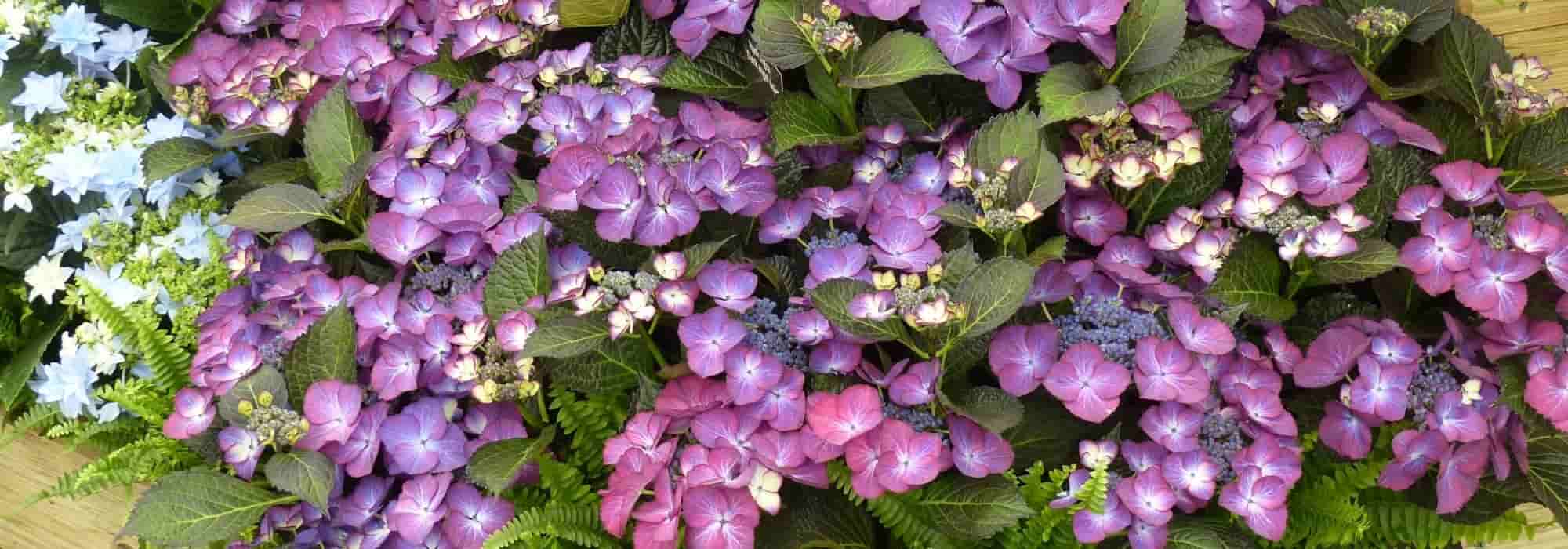 7 arbustos com flores violetas