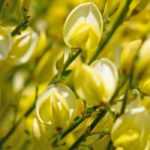 7 arbustos com flores amarelas