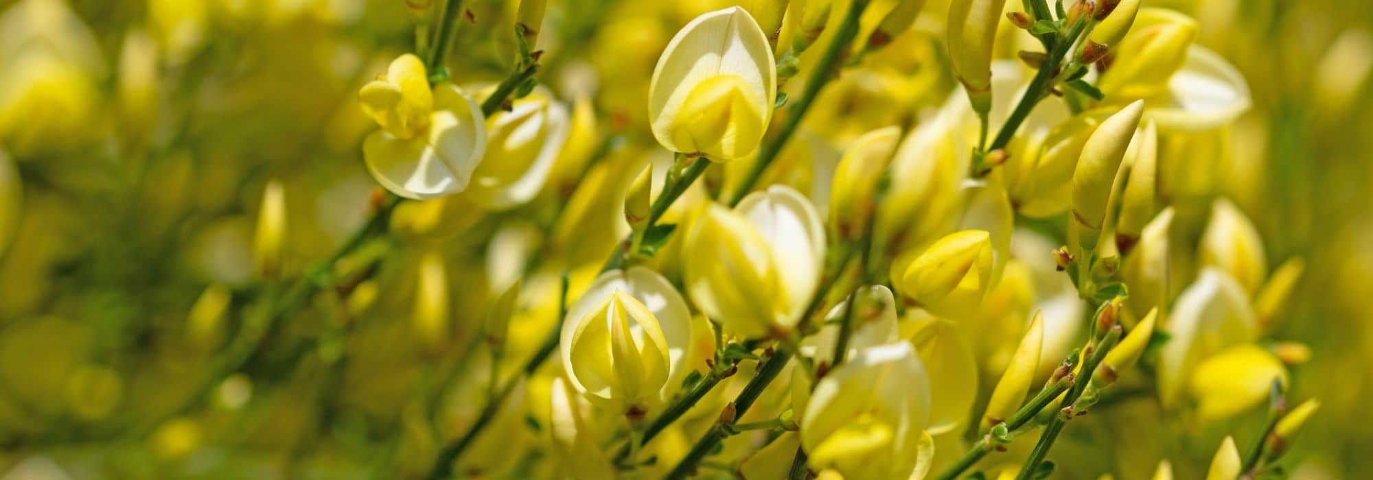 7 arbustos com flores amarelas