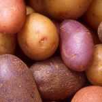 Cultivar batatas-inglesas novas