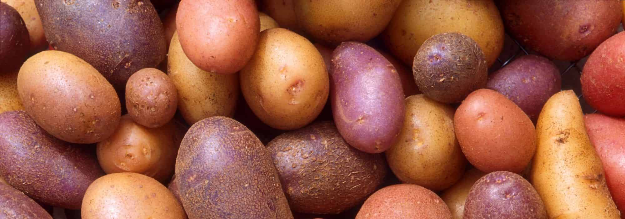 Cultivar batatas-inglesas novas