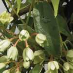 Cultivar Holboellia em vaso