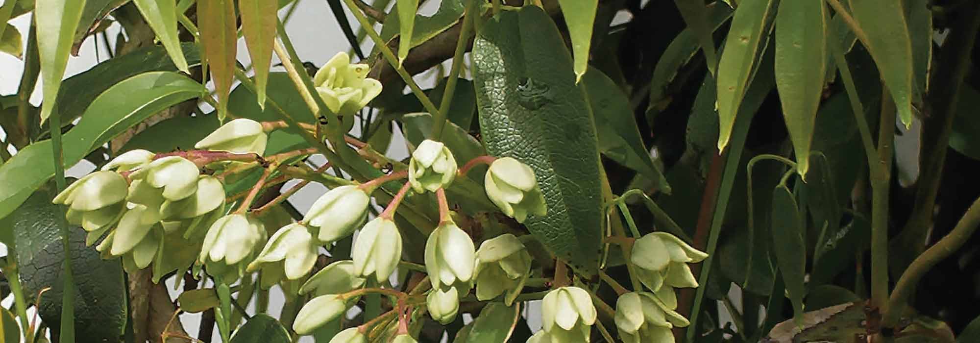 Cultivar Holboellia em vaso