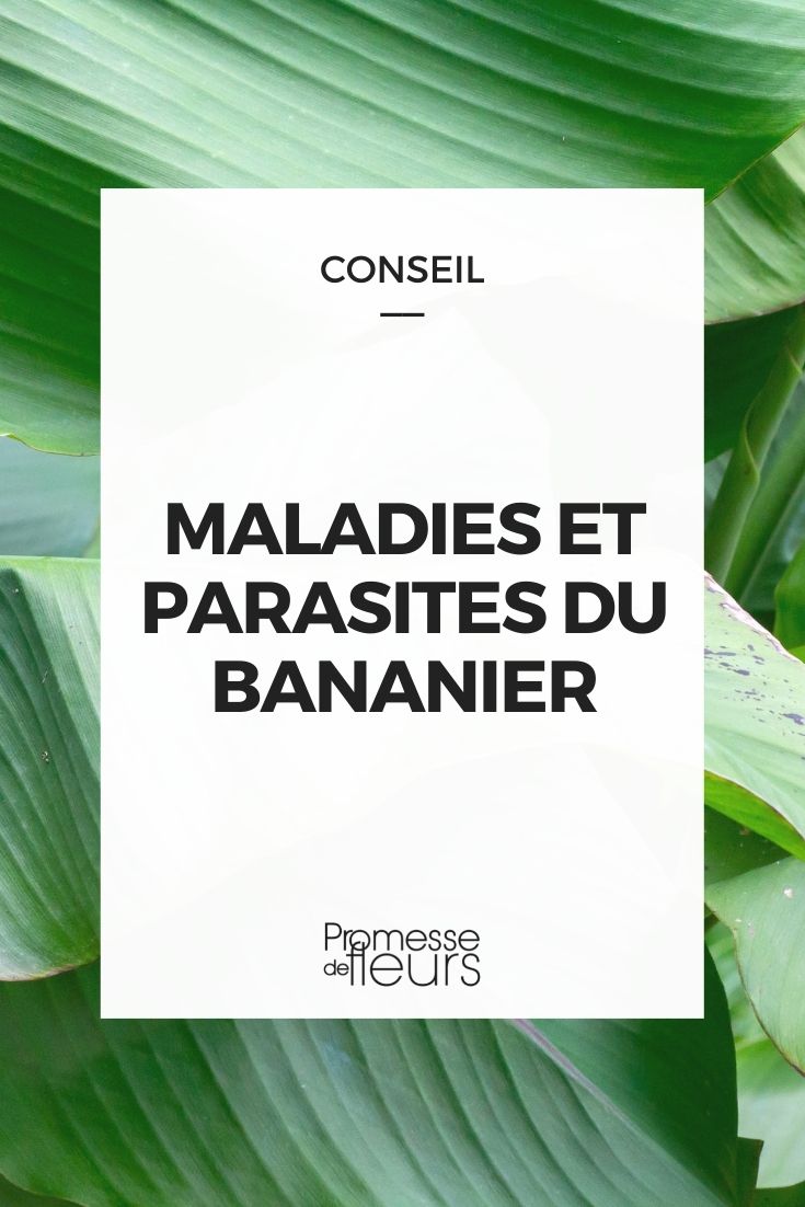 Doenças e pragas da bananeira