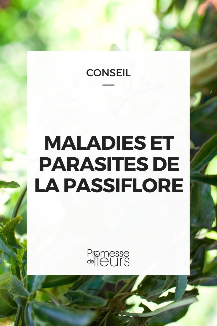Doenças e pragas da passiflora