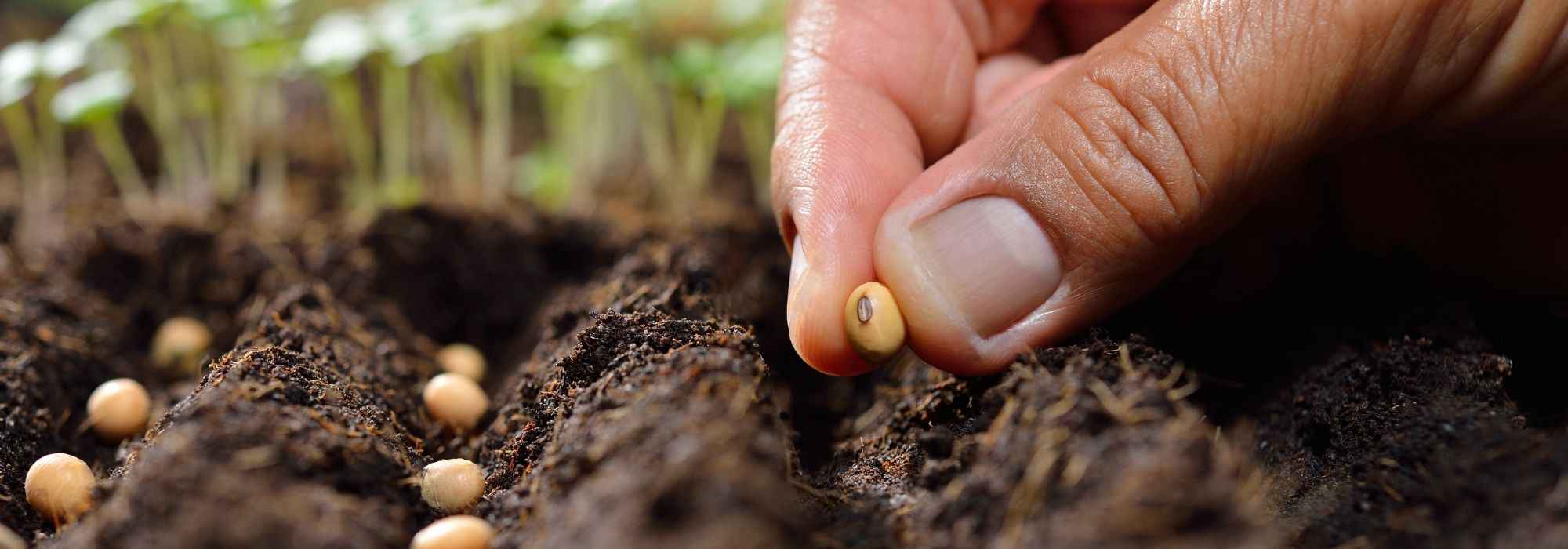 5 formas de multiplicar as suas plantas gratuitamente