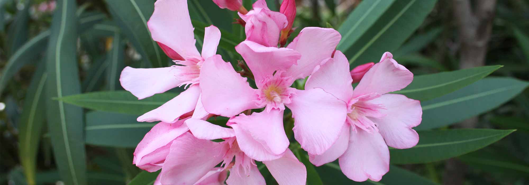 Quando e como podar o loendro para uma floração abundante