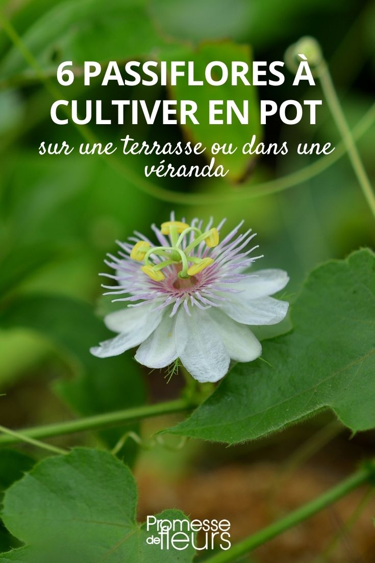 Passiflora cultivada em vaso
