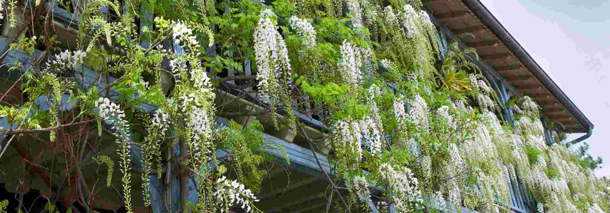 4 trepadeiras para cultivar numa varanda ventosa