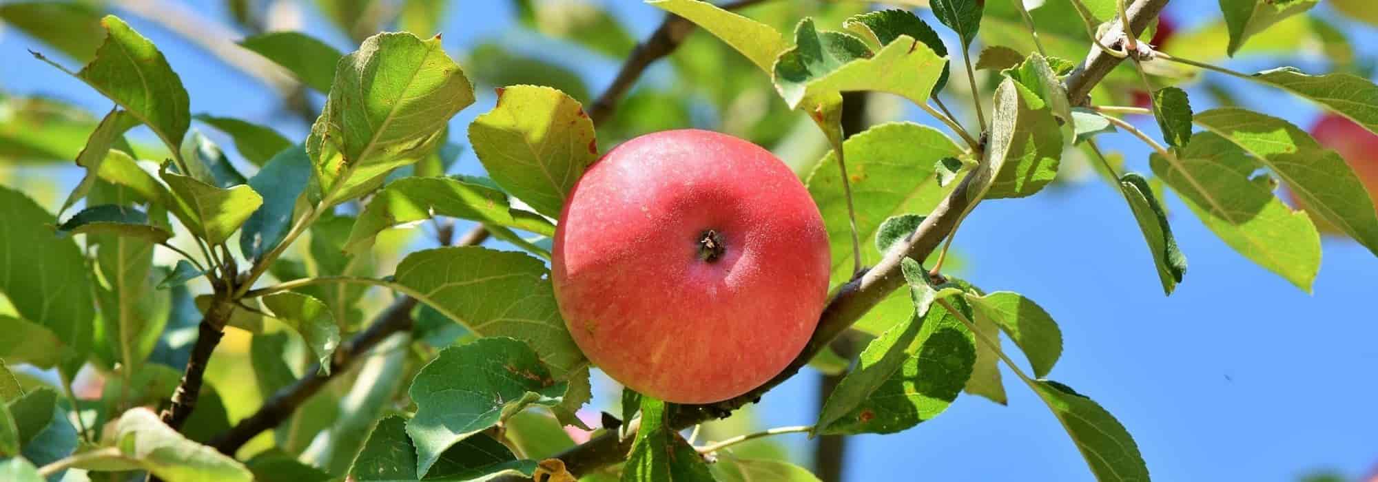 6 árvores de fruto para um jardim urbano