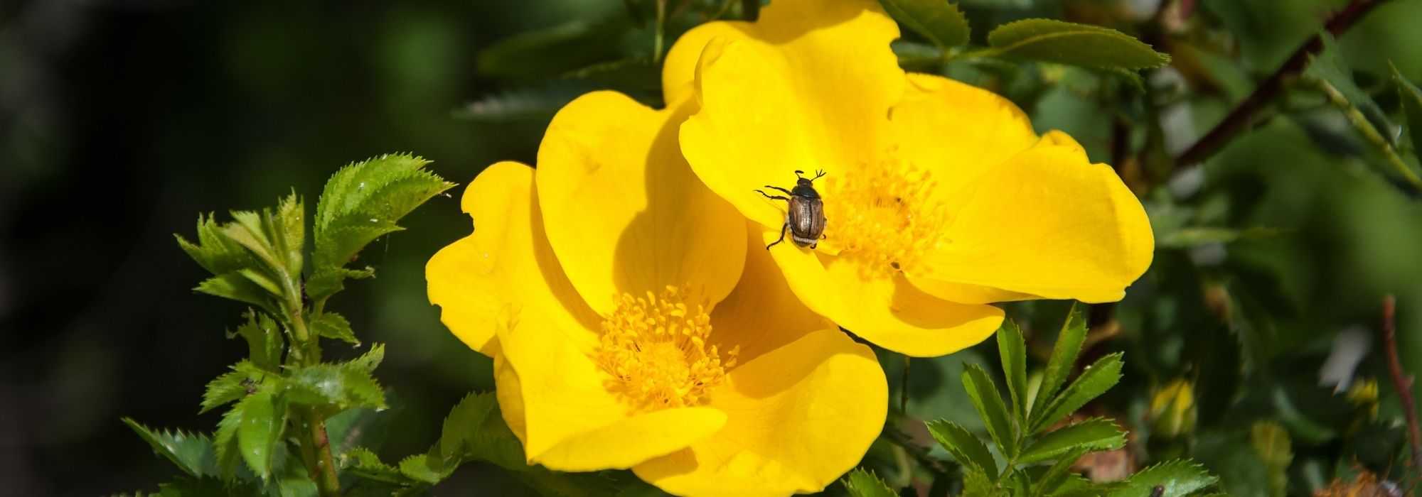 5 roseiras de flores silvestres amarelas