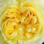 9 roseiras inglesas David Austin com flores amarelas