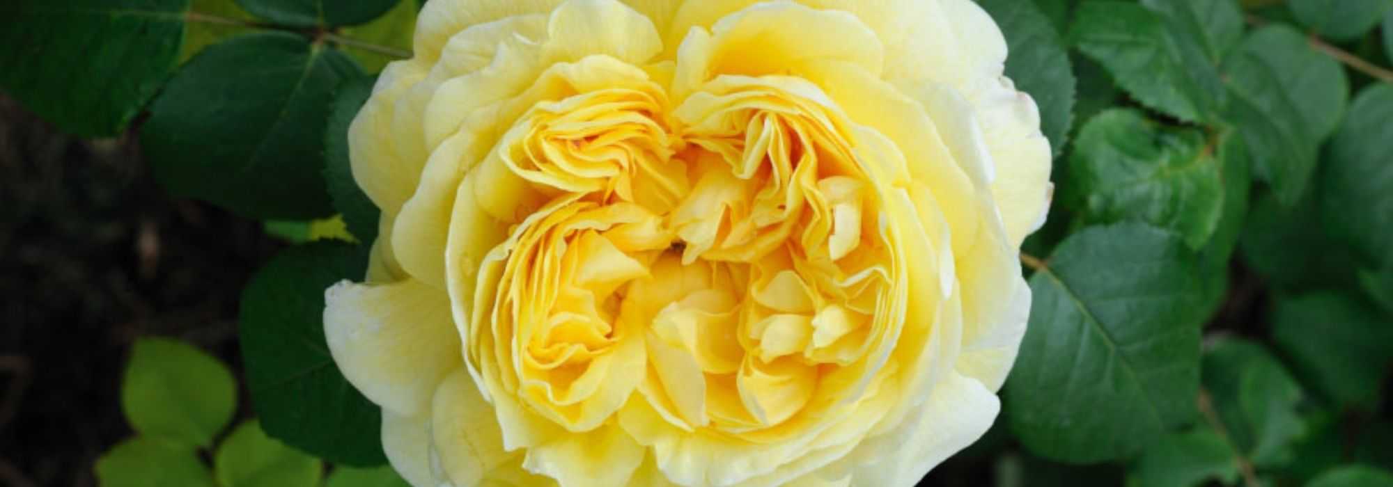 9 roseiras inglesas David Austin com flores amarelas
