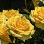 6 roseiras arbustivas de flores grandes e amarelas
