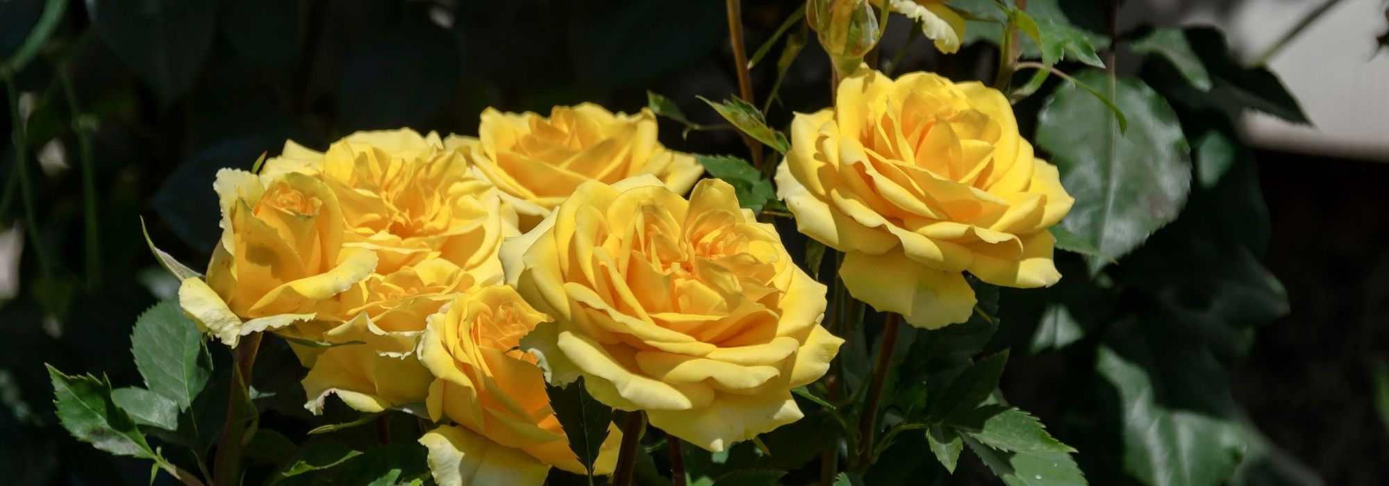 6 roseiras arbustivas de flores grandes e amarelas