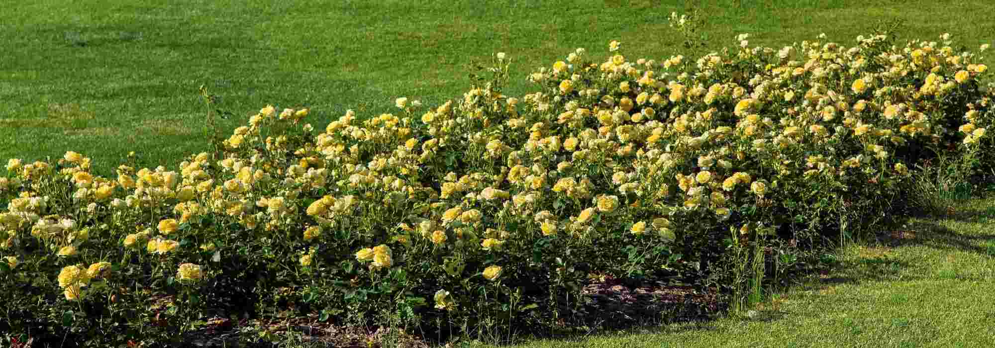 6 roseiras miniatura de flores amarelas