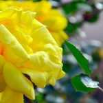 5 roseiras trepadeiras com flores amarelas