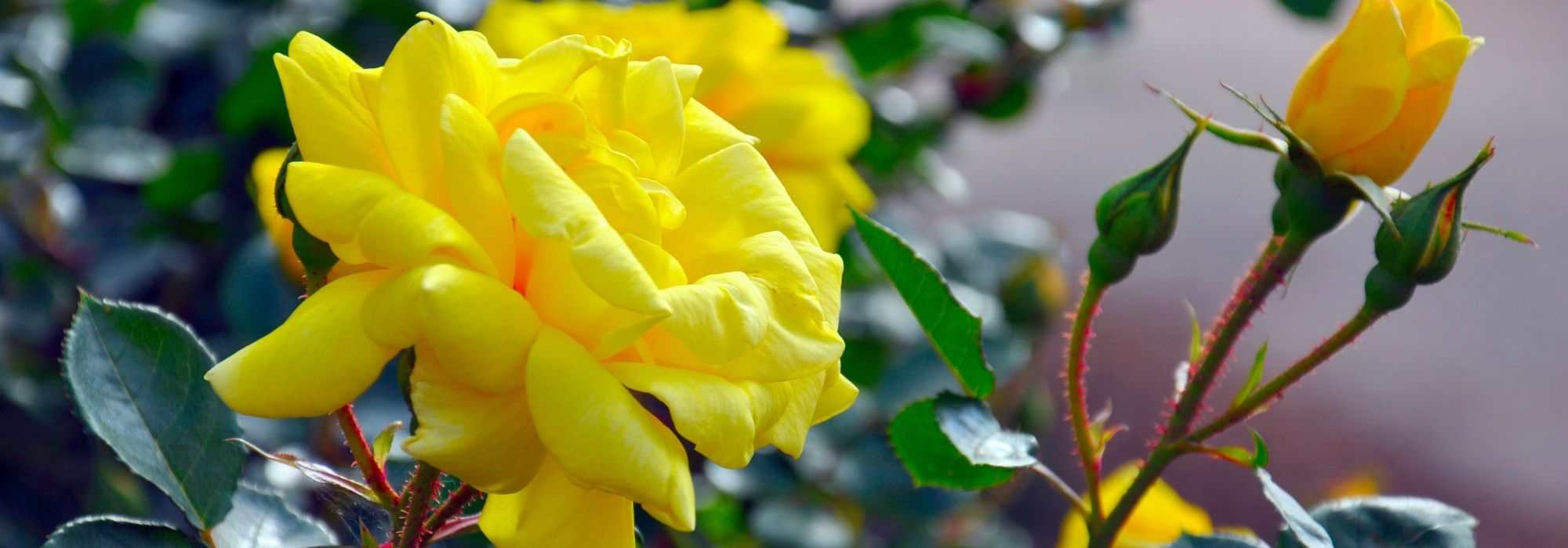 5 roseiras trepadeiras com flores amarelas