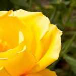 7 roseiras amarelas perfumadas
