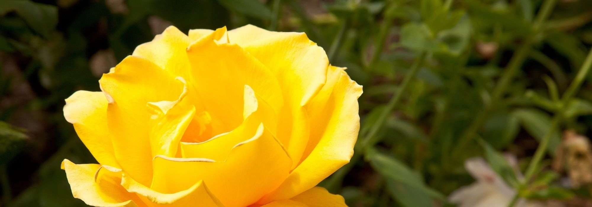 7 roseiras amarelas perfumadas