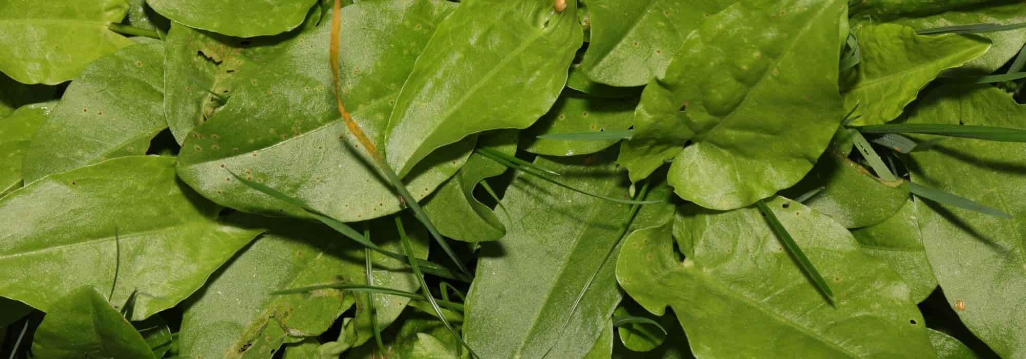 Cultivar azeda em vaso