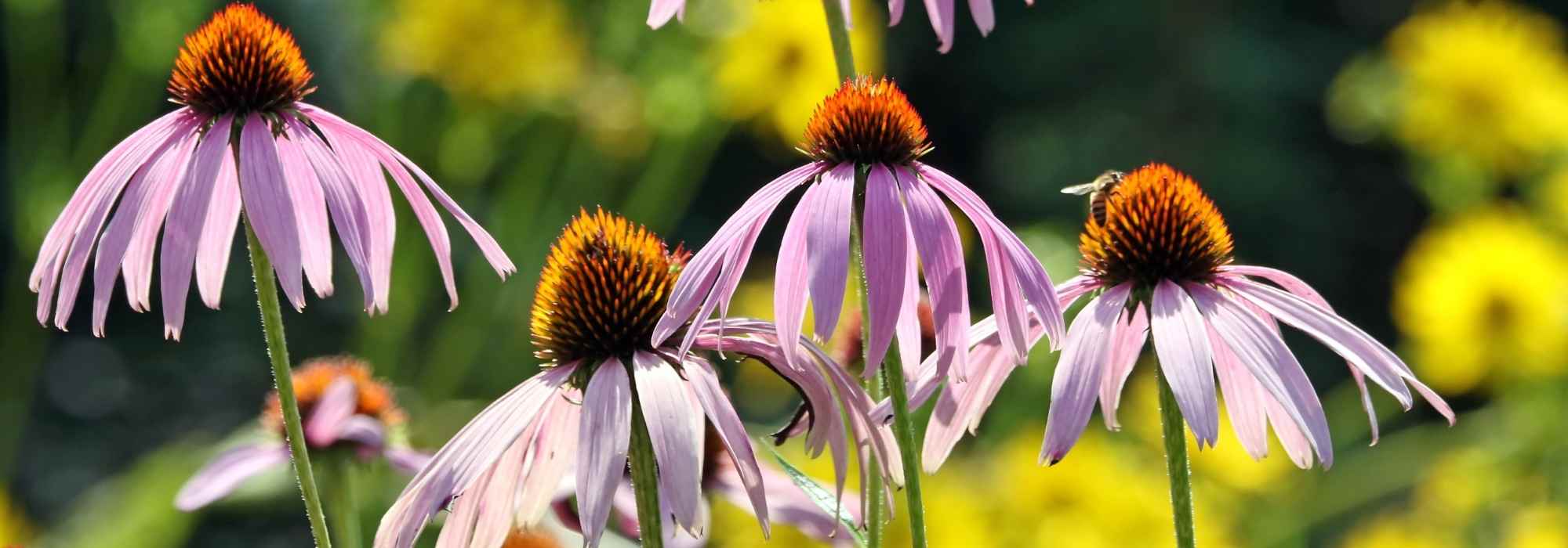 6 segredos para cultivar equináceas com sucesso