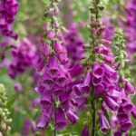 8 plantas perenes tóxicas