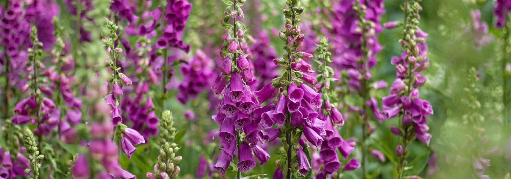 8 plantas perenes tóxicas