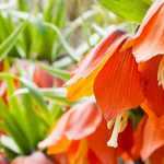7 bolbos de primavera com flores cor de laranja que não podem faltar no jardim