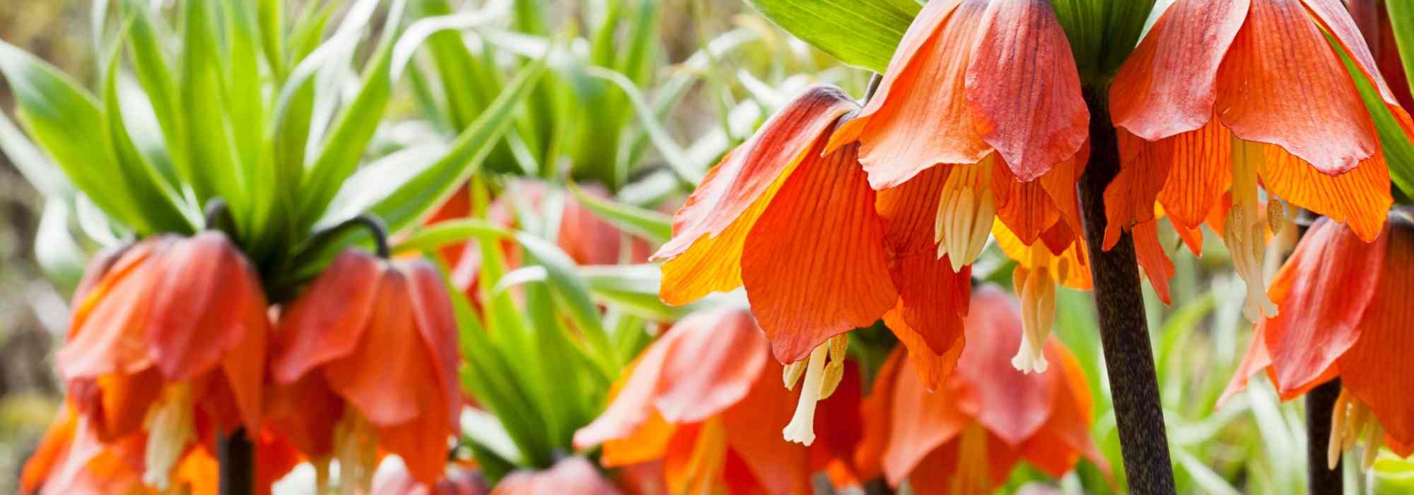 7 bolbos de primavera com flores cor de laranja que não podem faltar no jardim