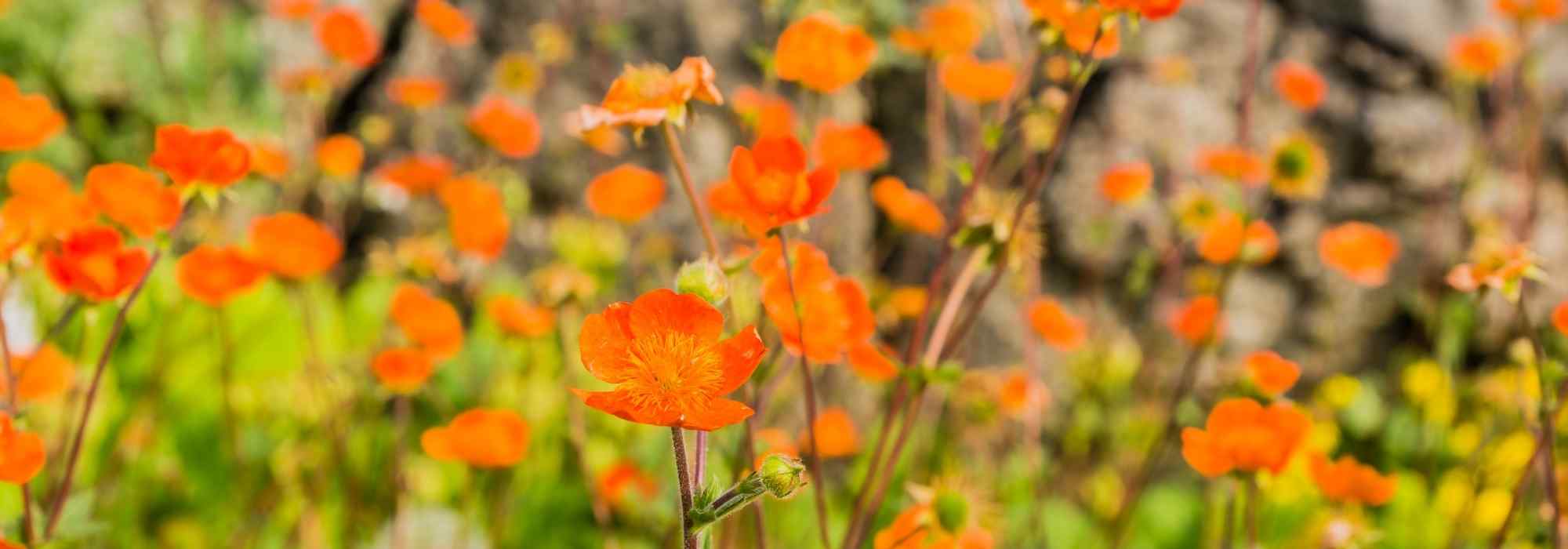 8 plantas perenes com flores cor de laranja que deve ter no seu jardim